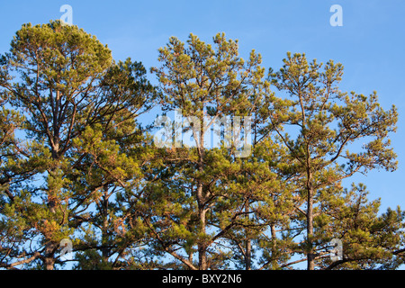 Stand of Virginia Pine Trees (Pinus virginiana) with blue sky Stock Photo