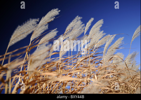 A fine view to the grass blowing in the wind against the blue sky at the autumn. A very special focus, only one hay stands out.. Stock Photo