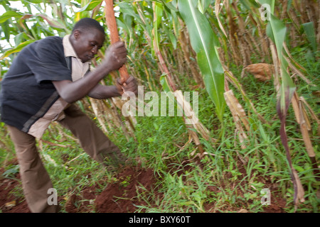 Collins Mulate (18) in his family's cornfield in Webuye District, Western Kenya. Stock Photo