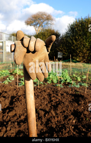 Gardening Gloves Resting on Spade at Allotment. Stock Photo