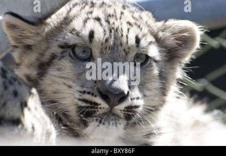 Female snow leopard cub (face shot) Stock Photo