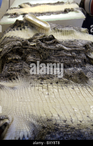 Large Crocodiles skin from a 3+ meter (metre) crocodile Stock Photo