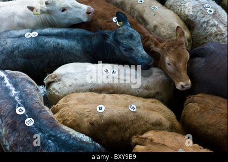 Young calves crammed tightly together in a pen at cattle auction in Ennis, County Clare, West of Ireland Stock Photo