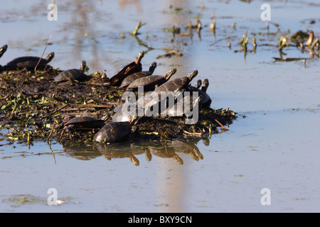 Painted Turtles sunning themselves at Dutch Gap, Chesterfield, Virginia, USA Stock Photo