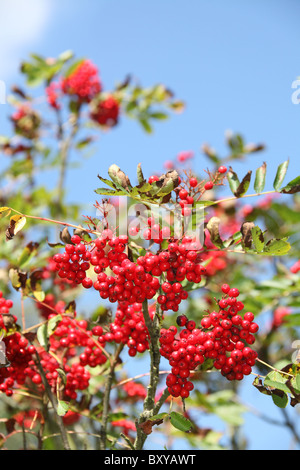 The Quinta Arboretum, England. Summer view of Sorbus sitchensis with red berries at Quinta Arboretum. Stock Photo