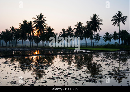 Prepared Indian rice paddy in front of palm trees at sunrise in the Indian countryside. Andhra Pradesh, India Stock Photo