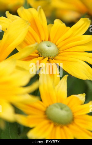 Abbeywood Garden, Cheshire. Close up summer view summer view of Rudbeckia Hirta Prairie Sun in full bloom. Stock Photo