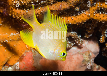 Golden Damsel, Amblyglyphidodon aureus, Candidasa, Bali, Indonesia Stock Photo