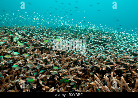 Chromis over Coral Reef, Chromis sp., Candidasa, Bali, Indonesia Stock Photo