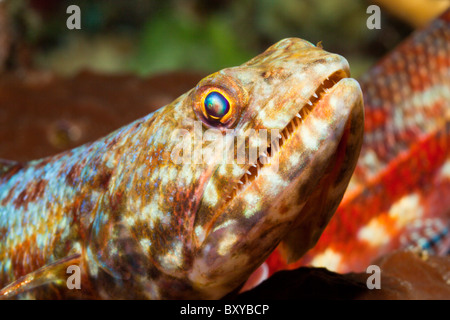 Reef Lizardfish, Synodus variegatus, Candidasa, Bali, Indonesia Stock Photo