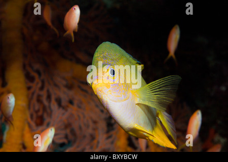 Golden Damsel, Amblyglyphidodon aureus, Candidasa, Bali, Indonesia Stock Photo