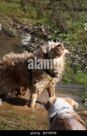 View of a fury domestic dog shaking the water out of his body. Stock Photo