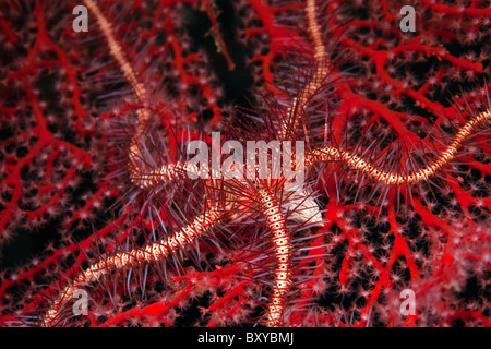 Brittle Star on Seafan, Ophiothrix sp., Candidasa, Bali, Indonesia Stock Photo