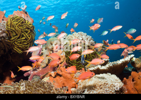 Pacific Flame Anthias in Coral Reef, Pseudanthias dispar, Nusa Penida, Bali, Indonesia Stock Photo