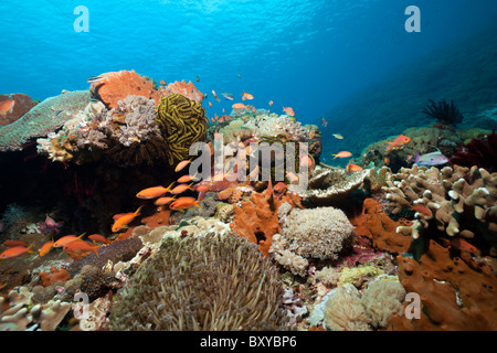 Pacific Flame Anthias in Coral Reef, Pseudanthias dispar, Nusa Penida, Bali, Indonesia Stock Photo