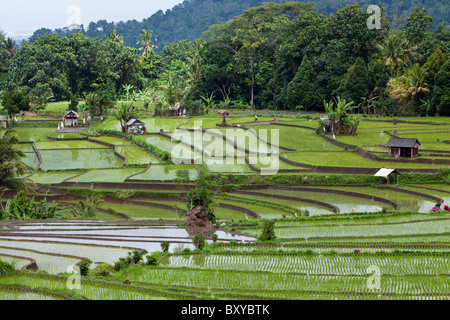 Ricefields at Bali, Oryza, Bali, Indonesia Stock Photo