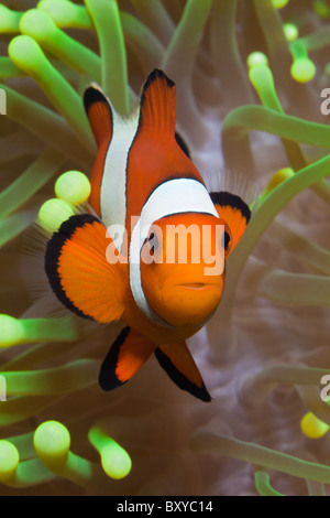 Clown Anemonefish, Amphiprion percula, Alam Batu, Bali, Indonesia Stock Photo