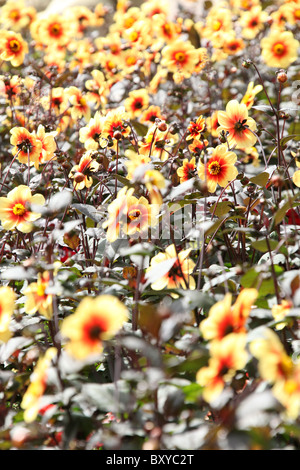 Bridgemere Nursery & Garden World. Summer view of Red and Yellow dahlias in full bloom at Bridgemere’s show gardens. Stock Photo