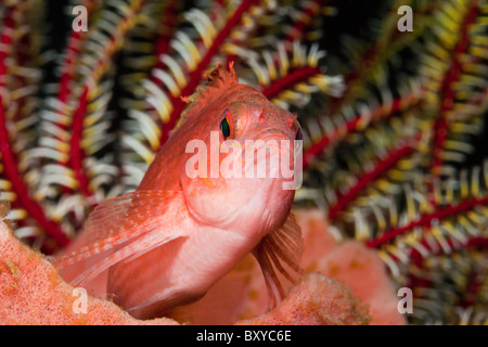 Swallowtail Hawkfish, Cyprinocirrhites polyactis, Alam Batu, Bali, Indonesia Stock Photo