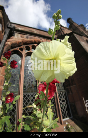 City of Chester, England. Summer view of yellow Hollyhock in full bloom within Chester Cathedral’s Cloister Garden. Stock Photo