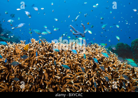 Chromis over Coral Reef, Chromis sp., Alam Batu, Bali, Indonesia Stock Photo