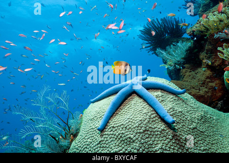 Blue Starfish on Coral, Linckia laevigata, Alam Batu, Bali, Indonesia Stock Photo