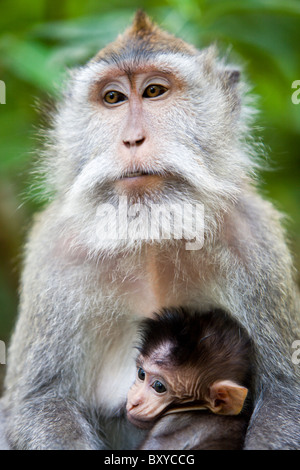 Longtailed Macaque with Baby, Macaca fascicularis, Bali, Indonesia Stock Photo