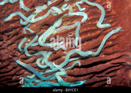 White Snake Sea Cucumber on Barrel Sponge, Synaptula sp., Xestospongia testudinaria, Phuket, Thailand Stock Photo