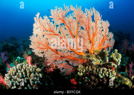 Coloful Coral Reef, Similan Islands, Thailand Stock Photo