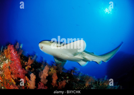 Lepoard Shark in Motion, Stegostoma varium, Similan Islands, Thailand Stock Photo