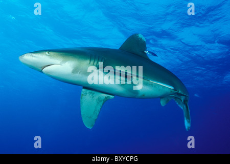 Oceanic Whitetip Shark, Carcharhinus longimanus, Elphinstone, Red Sea, Egypt Stock Photo