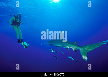 Scuba Diver and Oceanic Whitetip Shark, Carcharhinus longimanus, Elphinstone, Red Sea, Egypt Stock Photo