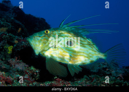 John Dory Fish, Zeus faber, Cres, Adriatic Sea, Croatia Stock Photo