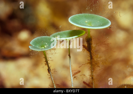 Green Cup Algae, Acetabularia acetabulum, Vis, Dalmatia, Adriatic Sea, Croatia Stock Photo