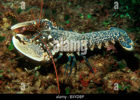 European Lobster, Homarus gammarus, Istria, Adriatic Sea, Croatia Stock Photo