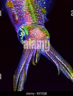 Caribbean Reef Squid, Sepioteuthis sepioidea, Key Largo, Florida, USA Stock Photo