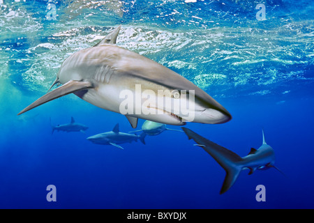 Galapagos Sharks, Carcharhinus galapagensis, Oahu, Hawaii, USA Stock Photo