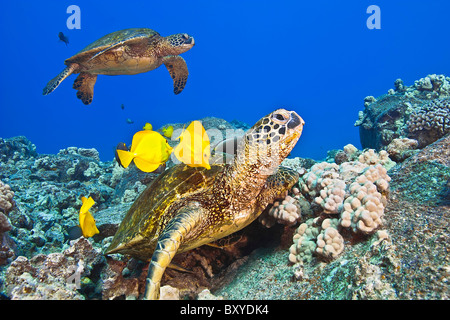 Green Sea Turtle cleaned by Tangs, Chelonia mydas, Big Island, Hawaii, USA Stock Photo