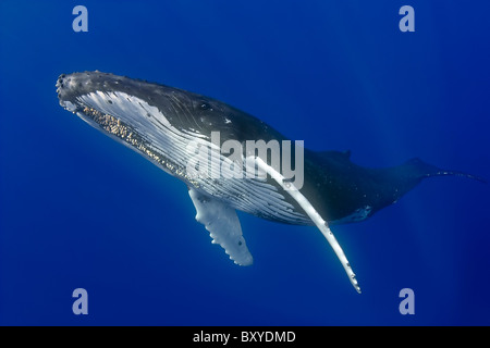 Humpback Whale, Megaptera novaeangliae, Hawaii, USA Stock Photo