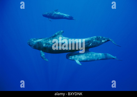 Short-finned Pilot Whales, Globicephala macrorhynchus, Big Island, Hawaii, USA Stock Photo