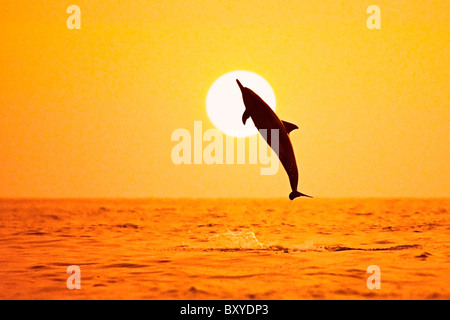 Silhouette of Spinner Dolphin, Stenella longirostris longirostris, Big Island, Hawaii, USA Stock Photo