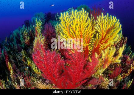 Variable Gorgonian on Reef, Paramuricea clavata, Susac, Dalmatia, Adriatic Sea, Croatia Stock Photo