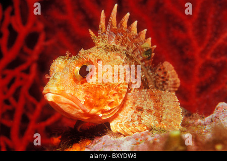 Small Red Rockfish, Scorpaena notata, Susac, Dalmatia, Adriatic Sea, Croatia Stock Photo