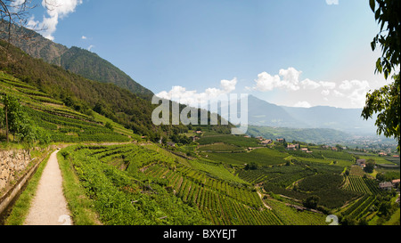 Venosta Valley vineyards Trentino Alto Adige South Tyrol Merano Italy Stock Photo
