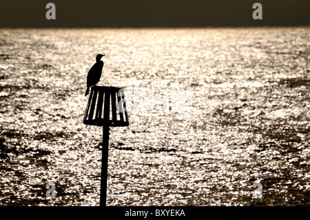 Cormorant perched on post with sea in background Stock Photo