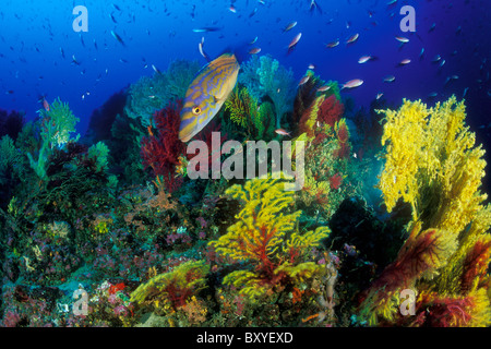 Cuckoo Wrasse in Coral Reef, Labrus bimaculatus, Susac, Dalmatia, Adriatic Sea, Croatia Stock Photo