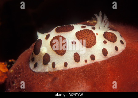 Leopard Nudibranch feeding on Sponge, Peltodoris atromaculata, Korcula, Dalmatia, Adriatic Sea, Croatia Stock Photo