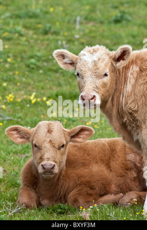 Young brown calves in buttercup meadow, County Clare, West of Ireland Stock Photo