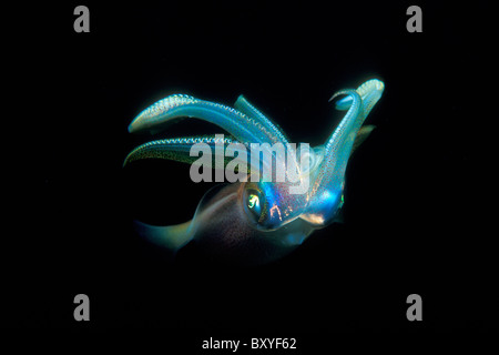 mediterranean squid loligo antalya vulgaris kas sea turkey alamy similar
