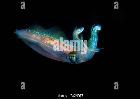 squid mediterranean kas vulgaris antalya loligo sea turkey alamy